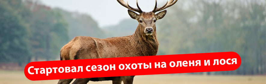 Охота на лося, оленя благородного и лань в период гона с 20.08.2025