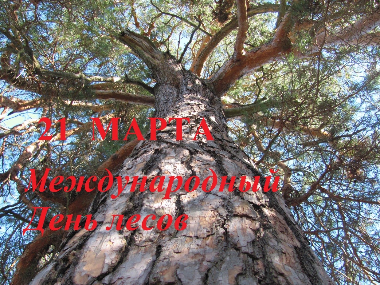 
							Международный день лесов					