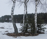 
							Заготовка березового сока					