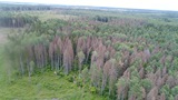
							Разработка усыхающих насаждений					